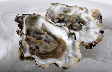 Oysters on ice