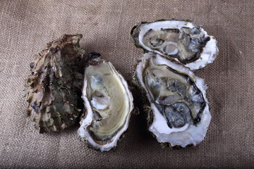 Oysters on bagging