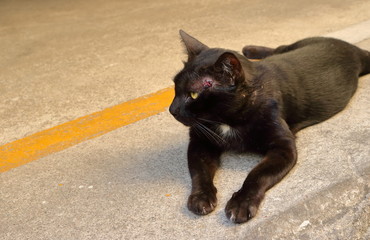 Side view of a black cat with open wound at the head after fighting with another cat, he is lying down on the floor to relax 