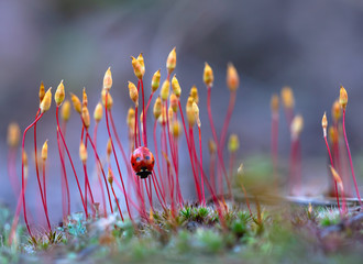 Blooming spring moss. Beautiful moss in April. Ladybug on a flowering moss. Awakening of nature in the spring.