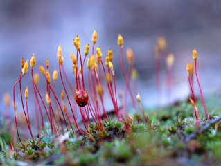 Blooming spring moss. Beautiful moss in April. Ladybug on a flowering moss. Awakening of nature in the spring.
