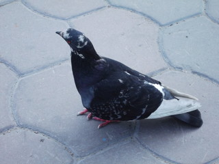 pigeon 