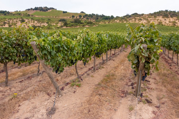 Fototapeta na wymiar fazenda da vinícola na cordilheira dos Andes no Chile