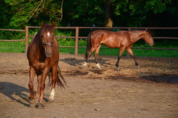 Naklejka premium two brown horses in a horse corral at summer