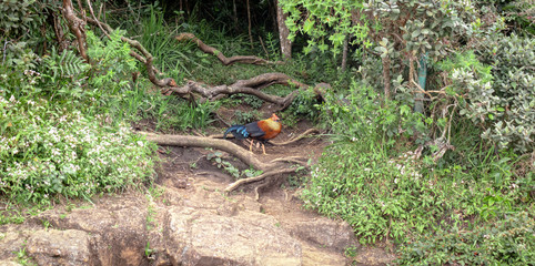 Fototapeta premium The Sri Lankan junglefowl spotted in Horton plains