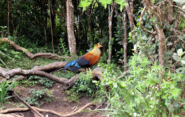 The Sri Lankan junglefowl spotted in Horton plains