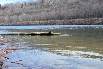 Obraz na płótnie Canvas Tree on the river.