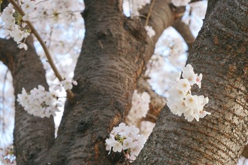 flowers on tree