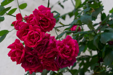 Rote Rosen als Kletterpflanzen an einer Hauswand