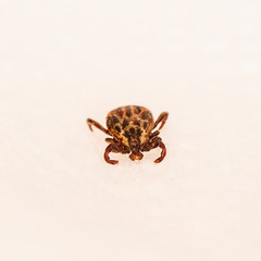 Dermacentor Reticulatus On White Paper Background. Also Known As The Ornate Cow Tick, Ornate Dog Tick, Meadow Tick, And Marsh Tick. Family Ixodidae. Ticks Are Carriers Of Dangerous Diseases