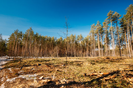 Deforestation Area. Pine Forest Landscape In Sunny Spring Day. Green Forest Deforestation Area Landscape
