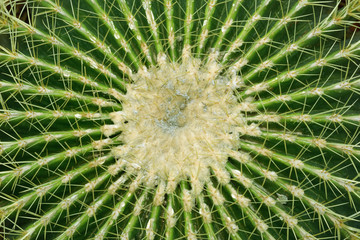 Naklejka na ściany i meble Golden barrel cactus (echinocactus grusonii) cluster