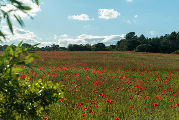 poppy field of red poppies