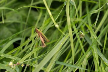 Grashüpfer auf einer grünen Wiese