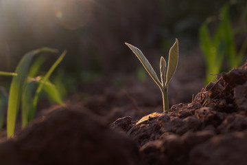 Growing plant,Young plant in the morning light on ground background, New life concept.Small plants on the ground in spring.fresh,seed,Photo fresh and Agriculture  concept idea.