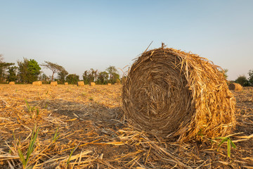  sugarcane straw on the field or biomass from trash