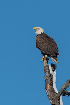 An American Bald Eagle  on a snow covered perch.