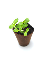 Sunflower sprout growing in a nursery pot with soil showing nice colorful green leafs on a white background