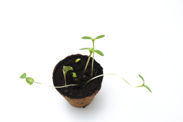 Sunflower sprout growing in a nursery pot with soil showing nice colorful green leafs on a white background