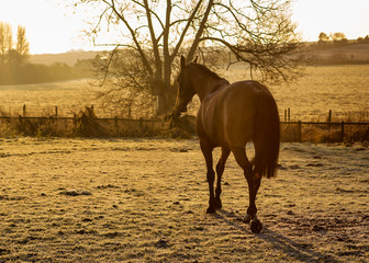 Horse On an Early Winters Morn