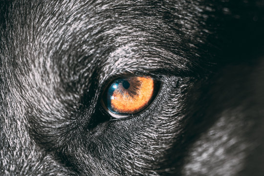 Close Up Eye Pupil Of Black Dog. Dogs Eye