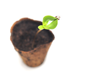 Sunflower sprout growing in a nursery pot with soil showing nice colorful green leafs on a white background