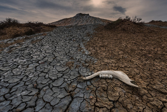Animal jaw near mud volcano