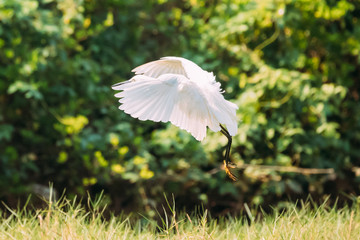 Goa, India. White Little Egret Landing On Grass