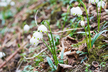 fiori a campanella nel bosco