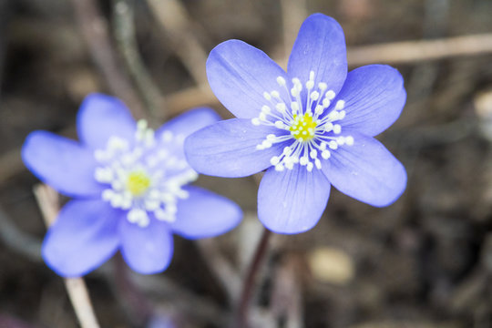 fiore viola nella foresta
