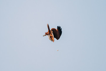Goa, India. Brahminy Kite Throwing Crab In Flight In Blue Sky