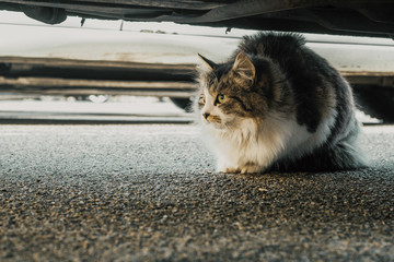 Wild cat with green eyes is on the grey background