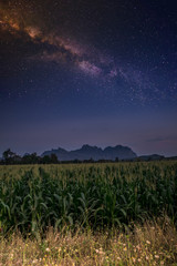 Organic Corn farm with mountains and star backgrounds in Loei province,thailand