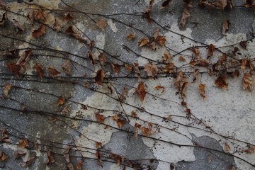 Autumn leaves on a wall