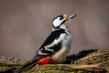 Great spotted Woodpecker