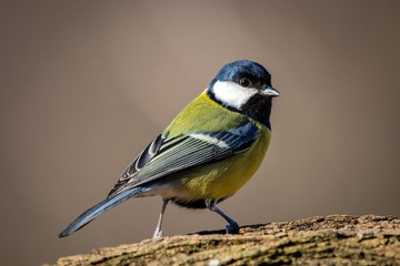 Great Tit