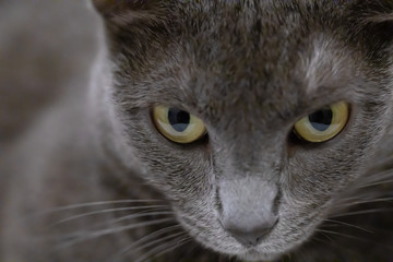 Russian Blue Cat's Eyes and Face