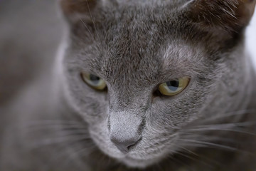 Russian Blue Cat's Eyes and Face