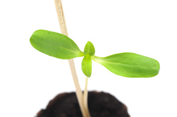 Sunflower sprout growing in a nursery pot with soil showing nice colorful green leafs on a white background