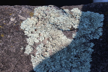 lichen on a tree in winter
