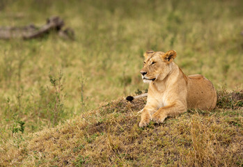 Fototapeta na wymiar Portrait of a lioness resting on a hillock, Masai Mara