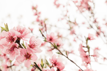 Fototapety  Tajemnicze kwitnące drzewo owocowe. Różowy kwiat z bliska. Lekki elegancki styl.