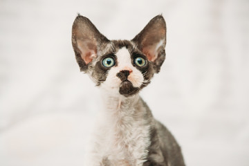 Funny Curious Young Gray Devon Rex Kitten. Short-haired Cat Of English Breed. Close Up Portrait