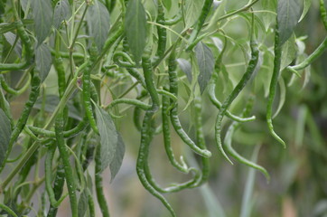 Green chili pepper plant on field agriculture. Garden, fresh.