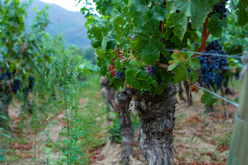 Parreira com cachos de uvas vermelhas em fazendas no Chile