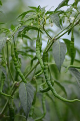 Green chili pepper plant on field agriculture. Garden, fresh.