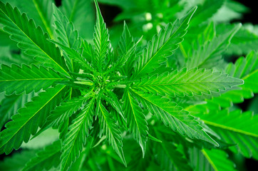 top view close up green cannabis plant