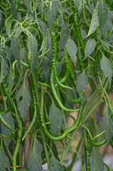 Obraz premium Green chili pepper plant on field agriculture. Garden, fresh.