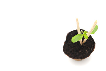 Sunflower sprout growing in a nursery pot with soil showing nice colorful green leafs on a white background