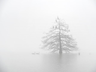 Lonesome Tree – not very many days in Texas we can see fog. It was a perfect morning with a perfect decision to drop off everything & go out shoot cypress tree on a lake. 